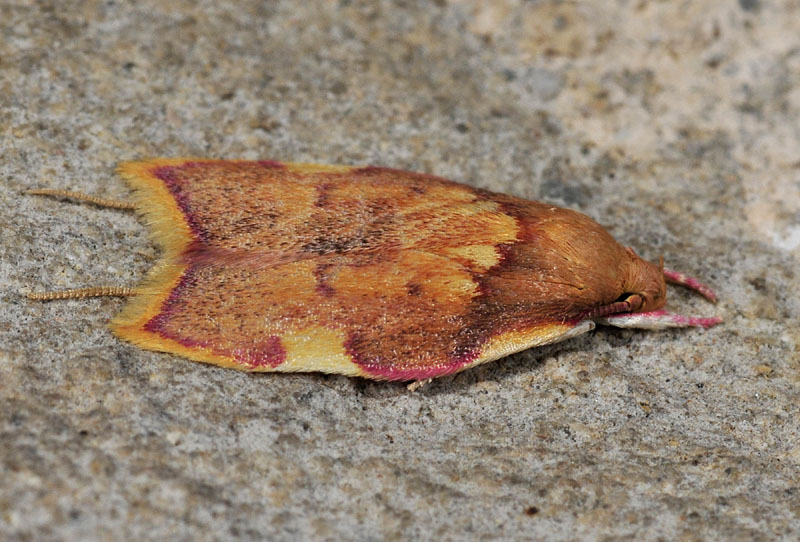 9 Peleopodidae - Carcina quercana